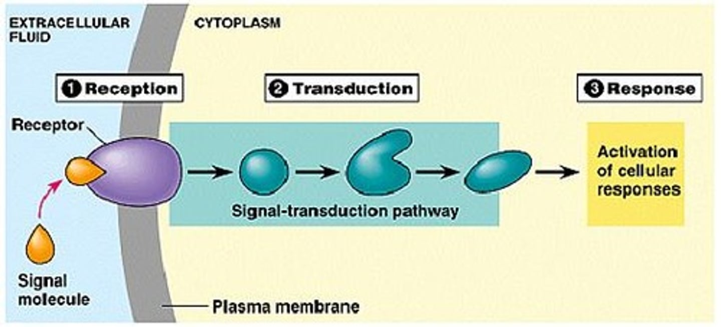 <p>Series of molecular events translating signals into responses.</p>