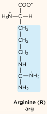 <p>positively charged R group</p>