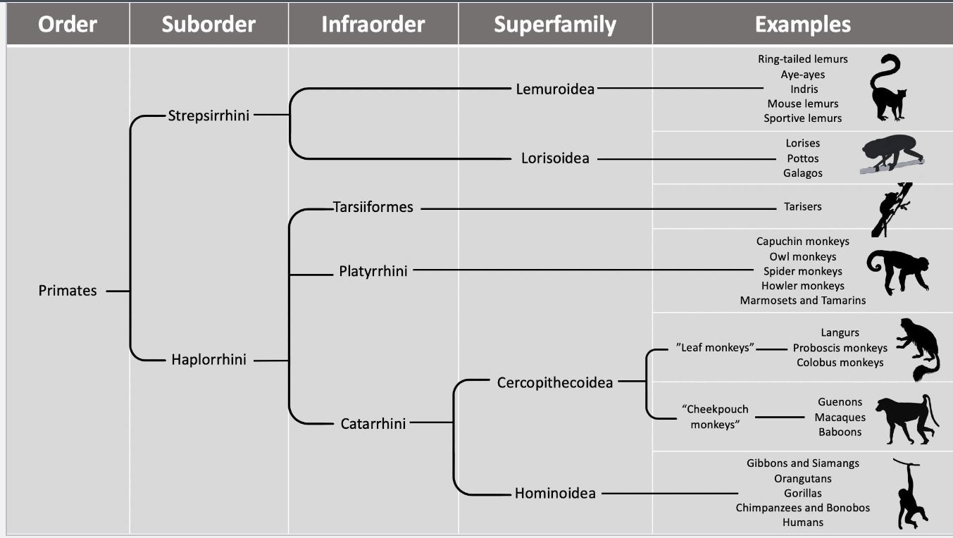 <p>into anthropoedia and Tarsiformes (tarsiers)</p><p>then Anthropoedia goes into  Platyrrhini (new world ) and Catarrihini (old world)</p><p>then Catarrihini goes into Cercopithicoidea and homonidea</p><p>Homonidae goes into ponginae ( orangutan) and hominia (goriallas, chims, bonobos, and humans)</p><p>Cercopithicoidea goes into cercopithicae (baboons, macaques, and vervets) and colobinae</p>