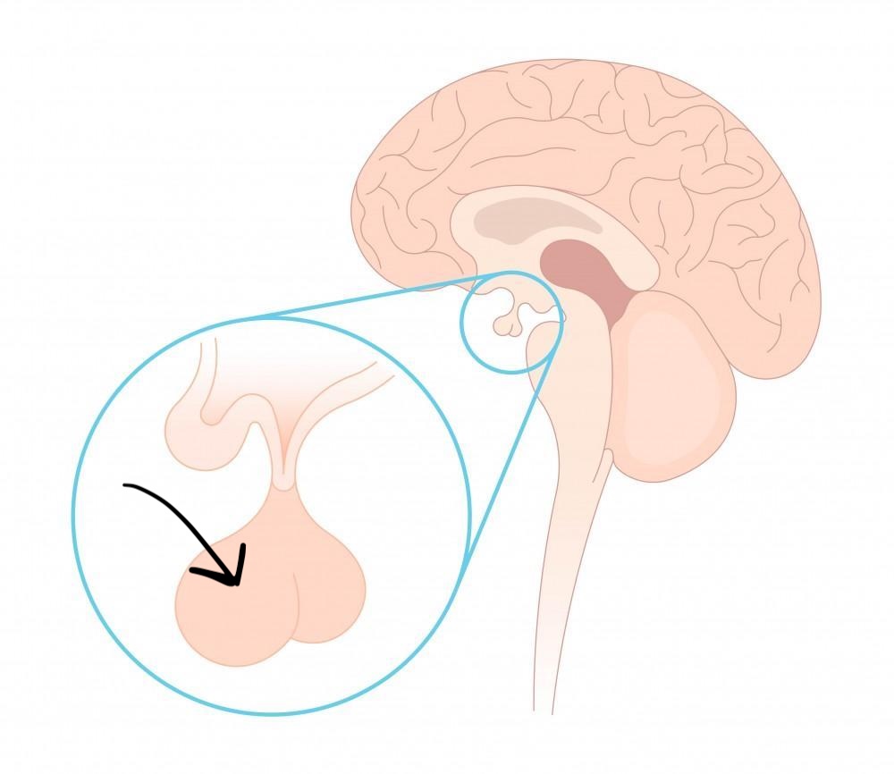 <p>Secretes hormones that regulate other endocrine glands: Growth Hormone (<strong>GH</strong>), Thyroid stimulating hormone (<strong>TSH</strong>), Follicle stimulating hormone (<strong>FSH</strong>), Luteinizing hormone (<strong>LH</strong>), Prolactin (<strong>PRL</strong>), Adrenocorticotropic hormone (<strong>ACTH</strong>)</p>