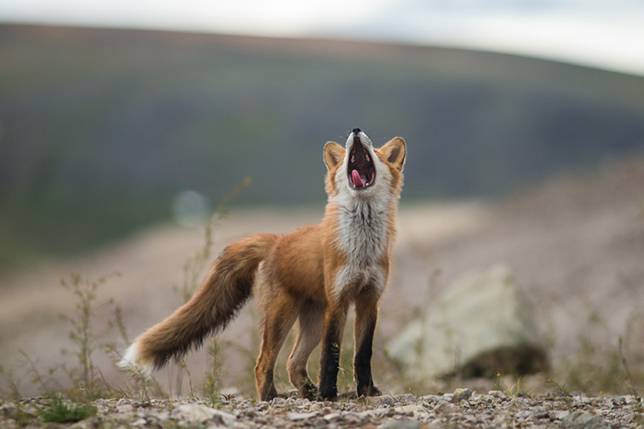 <p>(n) the sound made by wolf, foxes</p><p>(v) rên lên vì buồn và đau </p>