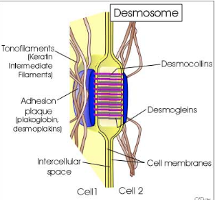 <p>What are desmosomes (macula adherens) and how do they function?</p>