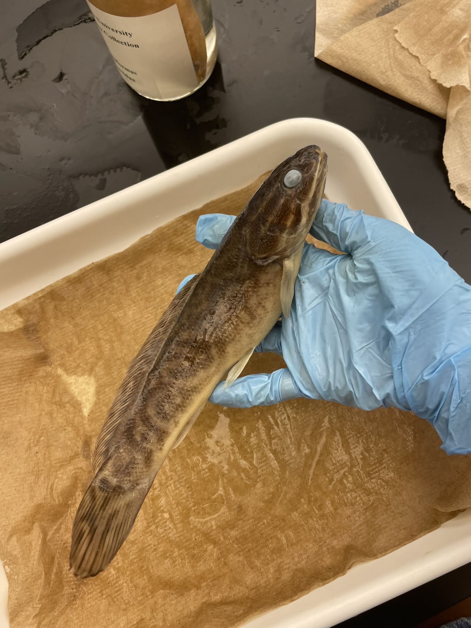 <p>Bowfin</p>