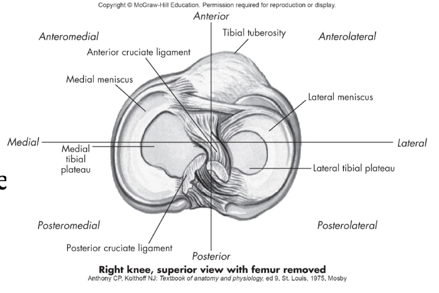 <p>Anterolateral = <strong>in front and toward the outside</strong>.</p><ul><li><p>The <strong>lateral meniscus</strong> and <strong>lateral tibial plateau</strong> are <strong>anterolateral</strong> relative to the <strong>posterior cruciate ligament (PCL)</strong>.</p></li></ul><p></p>