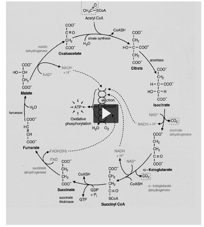 <p>Kreb’s cycle illustration shows oxidation, are only four, in which three are made by NAD and one by FAD.</p><p>Remember that this GTP is interconverted to ATP. </p><p>ATP is not directly formed in Kreb cycle, but the oxidation of NAD and FAD into NADH and FADH2 will carry the electrons needed in the oxidative phosphorylation process to produce ATP.</p>