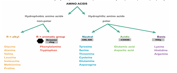 <p><strong>There are 20 AAs involved in protein synthesis and 9 are essential which must be provided by human body through diet. Some of proteogenic AAs have other function other than peptide formation such as tyrosine and thyroid hormones. Other AAs are found in body in free state performing special functions.</strong></p><p><strong>Classifications:</strong></p><ul><li><p><mark data-color="#ff0000" style="background-color: #ff0000; color: inherit">nonpolar aromatic R groups</mark> - phenylalanine, tryptophan, tyrosine</p></li><li><p><mark data-color="#ff0000" style="background-color: #ff0000; color: inherit">nonpolar aliphatic R groups -</mark> alanine, valine, methionine, proline, leucine, isoleucine</p></li><li><p><mark data-color="#ff0000" style="background-color: #ff0000; color: inherit">polar uncharged R groups </mark>- cysteine, serine, threonine, asparagine, glutamine, glycine </p></li><li><p><mark data-color="#ff0000" style="background-color: #ff0000; color: inherit">polar charged R groups</mark> - negative charge - aspartic acid, glutamic acid </p></li><li><p><mark data-color="#ff0000" style="background-color: #ff0000; color: inherit">polar charged R groups -</mark> positive charge - lysine, histidine, arginine </p></li></ul><p></p>