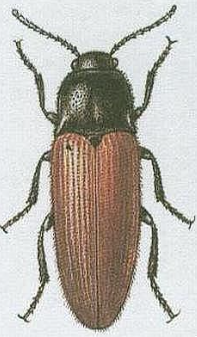 term image