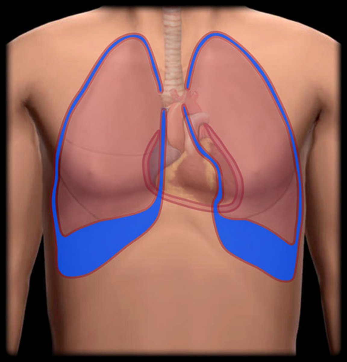 <p>Membrane that encloses the lungs within the rib cage</p>