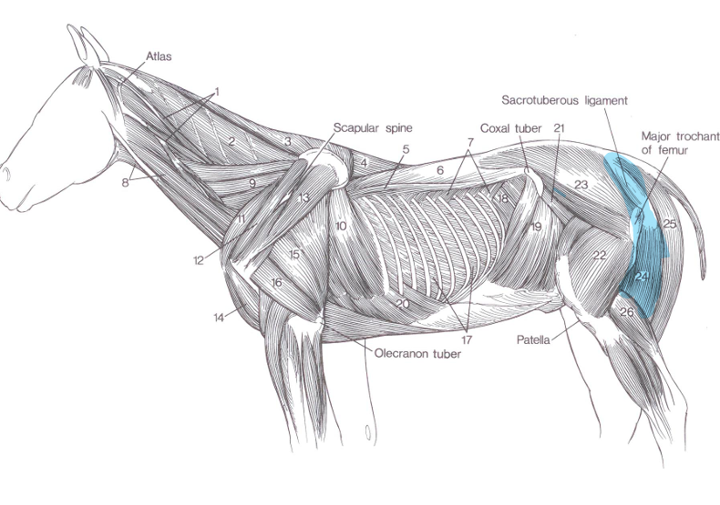 <p>Name of highlighted muscle?</p>