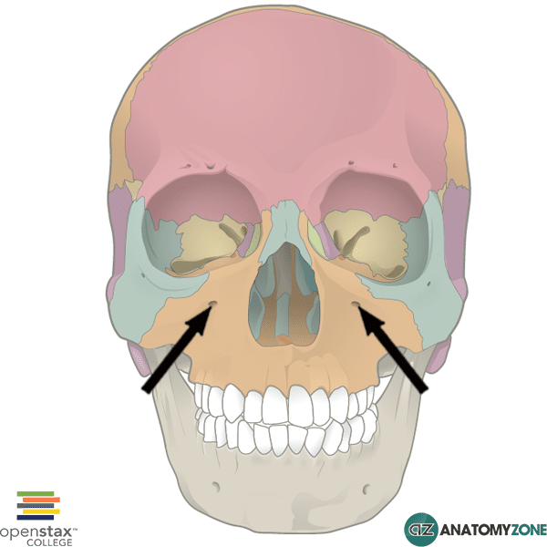 <p>transmits infraorbital nerve</p>
