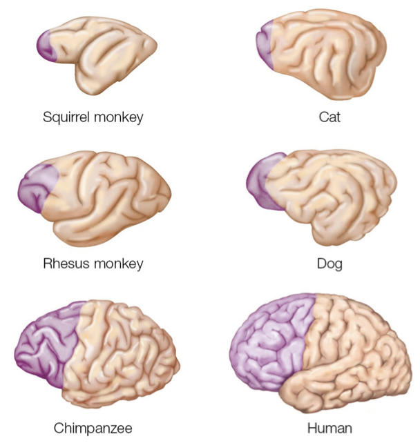 <p>Expansion of Pre-frontal Cortex</p>