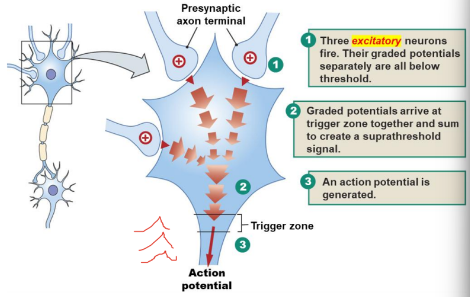 <p>= summation of postsynaptic potentials that occurs when several presynaptic axon terminals produce graded potentials at the same time. <br>Summed potential created by more than one EPSP and/or IPSP arriving together at different synapses on a postsynaptic cell membrane.<br>1. excitatory neurons fire, GP all separately below threshold<br>2. GP arrive at trigger zone, sum &amp; create suprathreshold<br>3. AP fired</p>