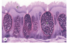 <p>C: ______</p><p>G: ______</p>