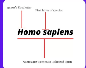 Two-naming system: genus goes first, species name is written second (all underlined/italicized)