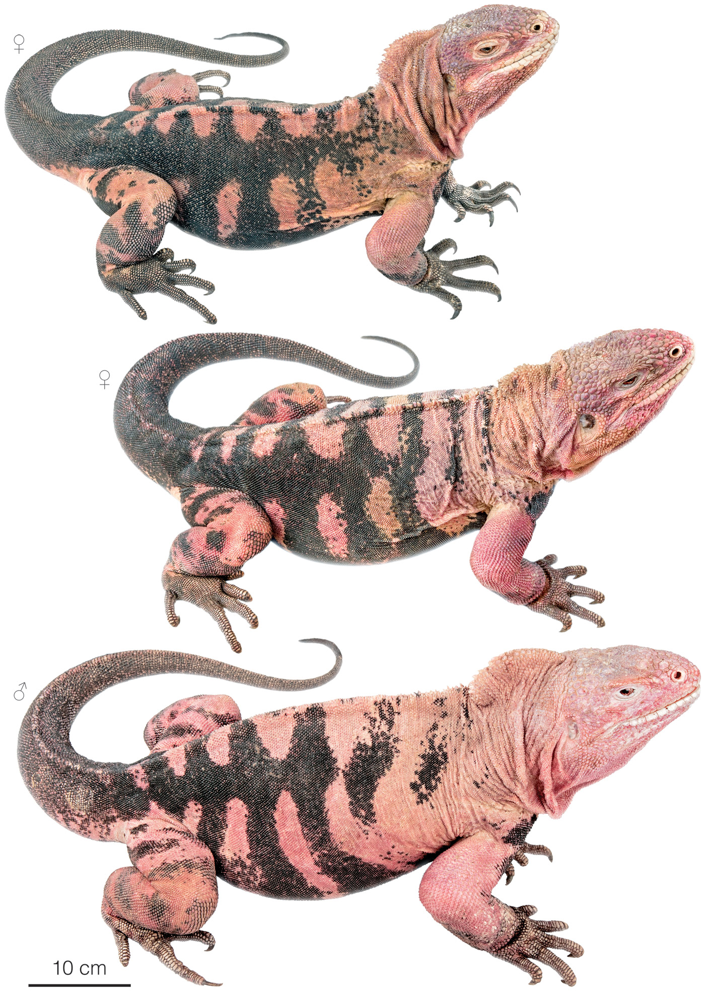 <p>New species recently discovered from Isabela Island (Volcan Wolf) </p><ul><li><p>pink body with some dark stripes </p></li><li><p>discovered in 1986 and identified as a separate species in 2009 </p></li></ul><p></p>