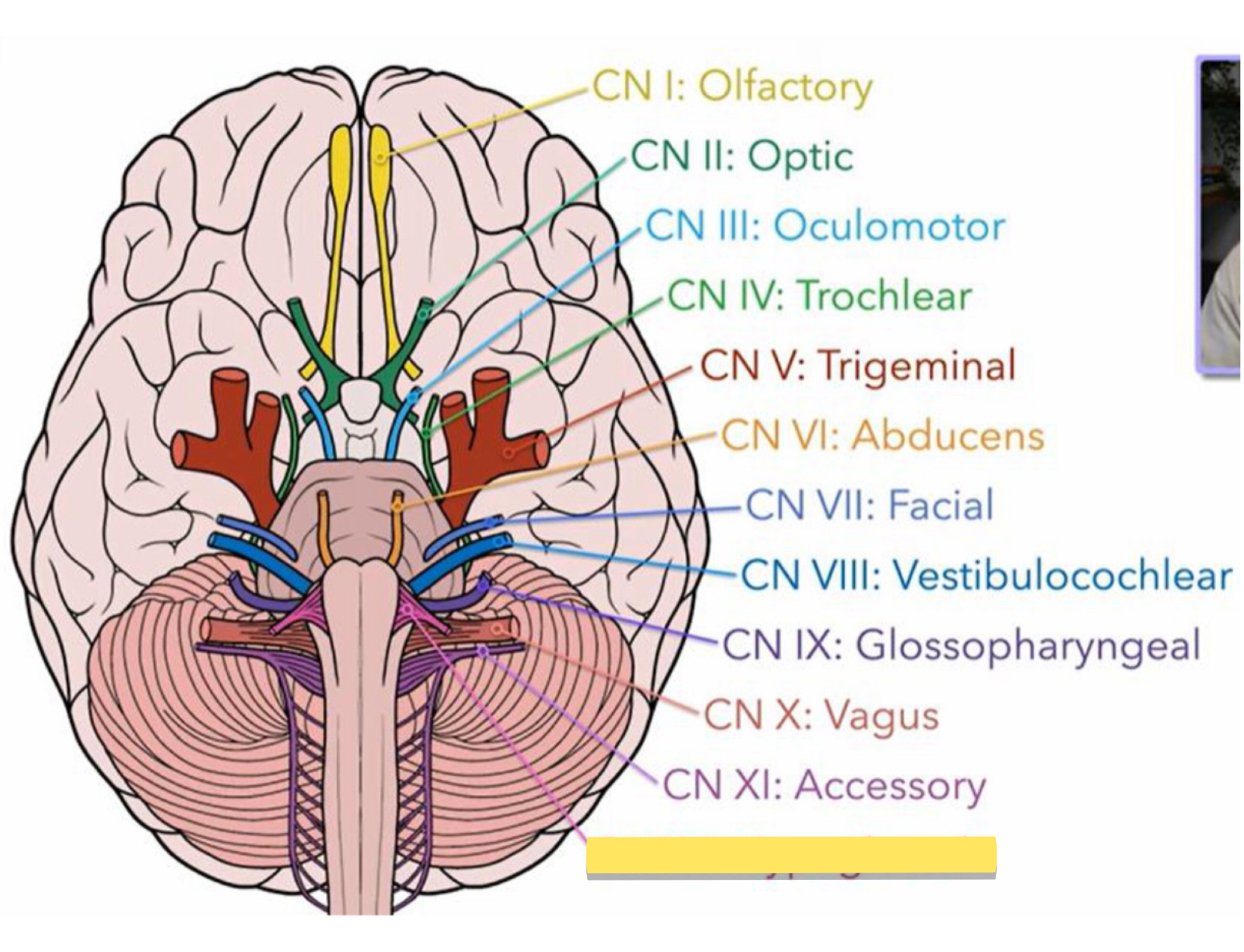 <p>Name this cranial nerve&nbsp;</p>