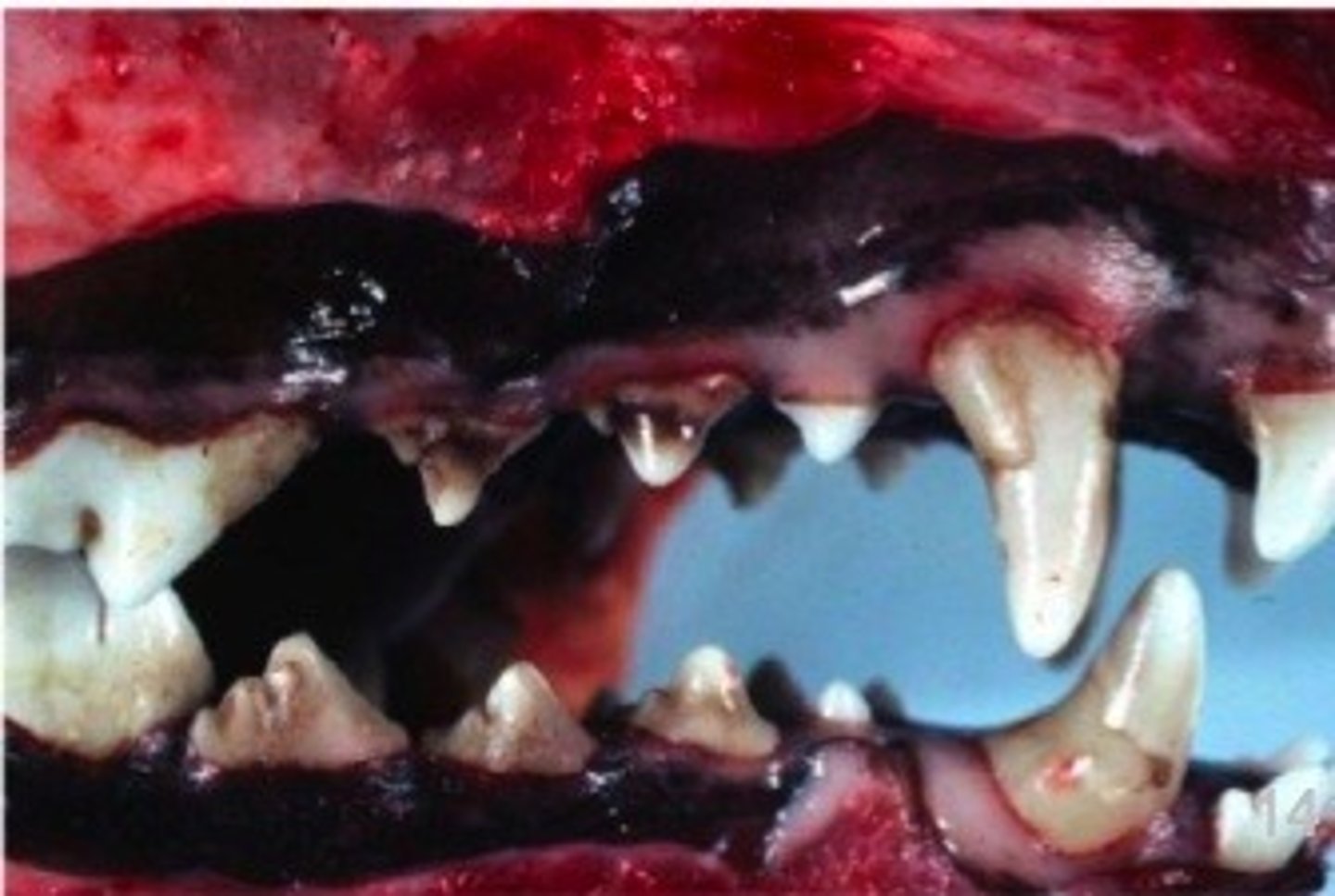 <p>-caused by an enamel defect</p><p>-in some cases, can be related to previous distemper virus infection.</p><p>-may also be a side effect of tetracycline use in puppies.</p>