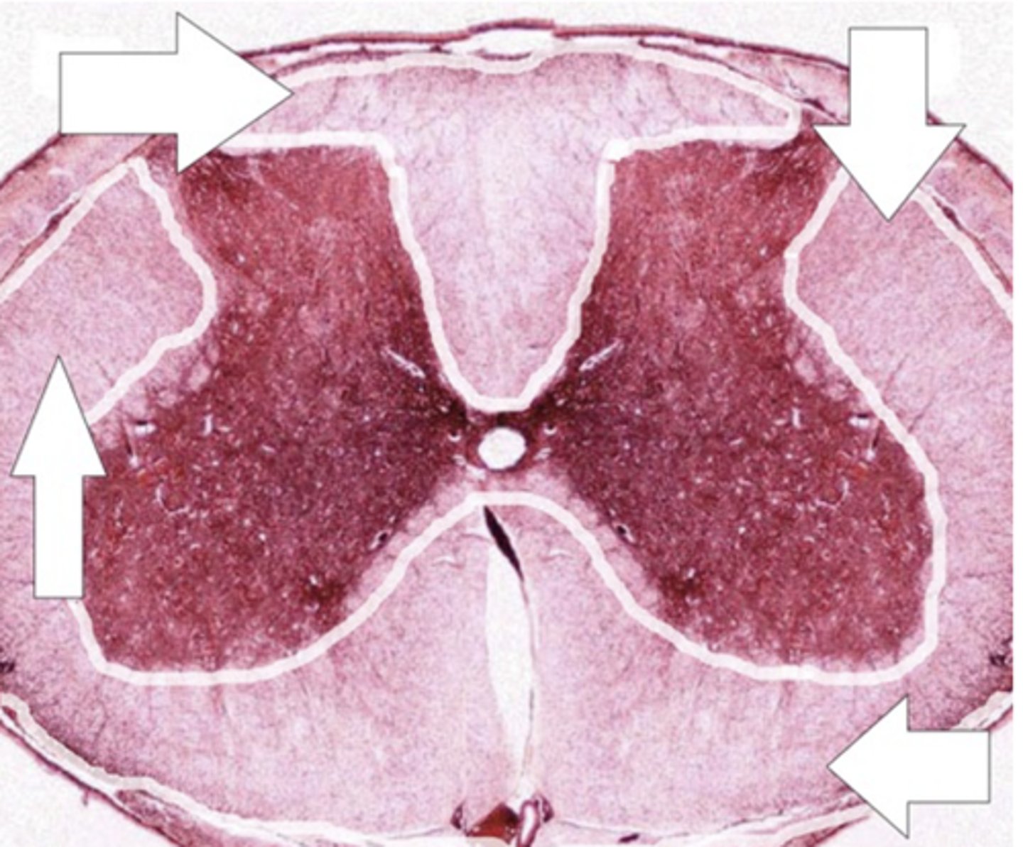 <p>Identify the region of the organ</p>