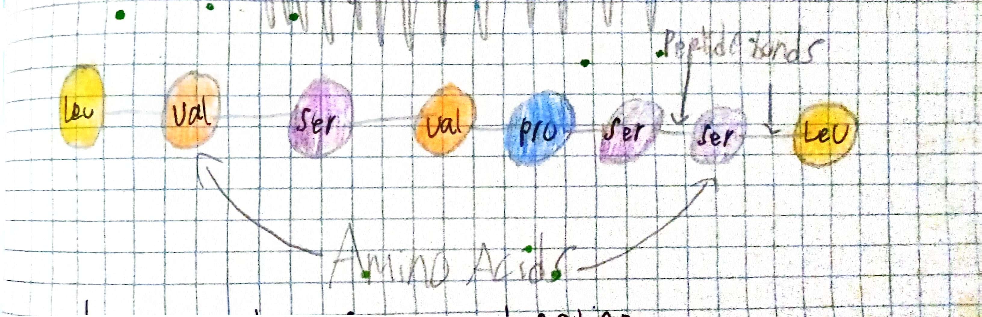 <p>A sequence of a chain of amino acids (it looks like a pearl necklace).</p>