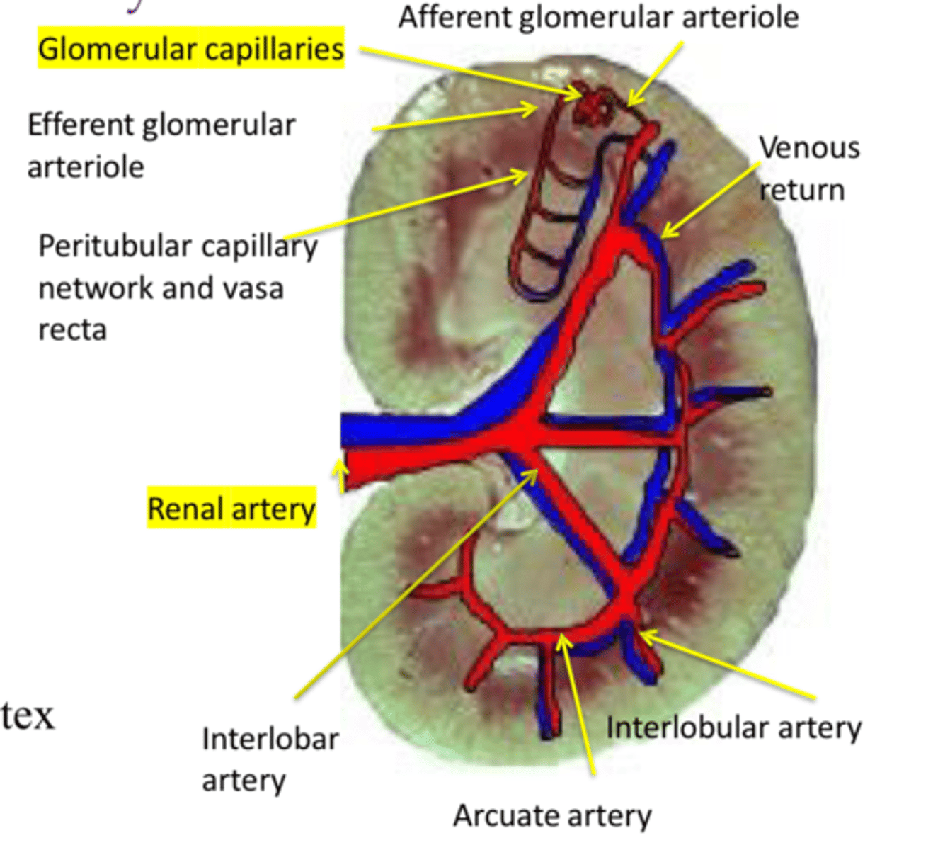 <p>Renal artery branches into interlobar (between pyramids) &gt; arcuate (at pyramid base, corticomedullary junction) arteries &gt; interlobular (in cortex)</p><p>Afferent arterioles branching off lobular arteries feed into glomerular capillaries</p><p>End-circulation</p>
