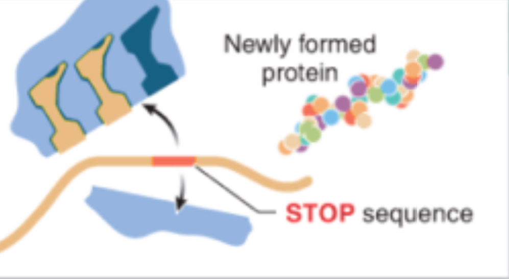 <p>Termination in Translation</p>