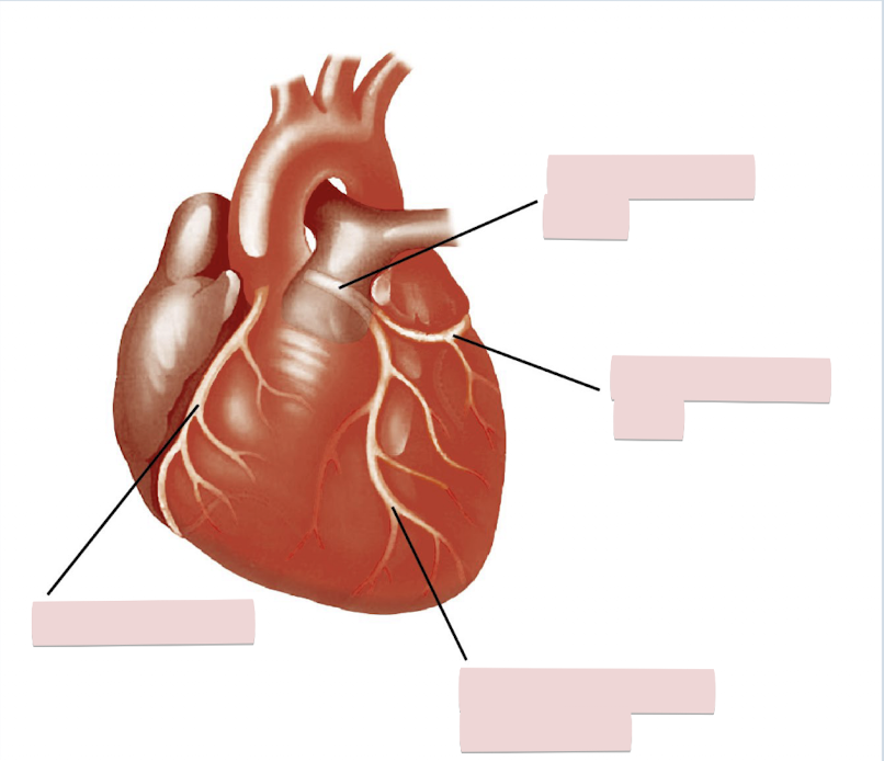 <p>Label the figure</p>