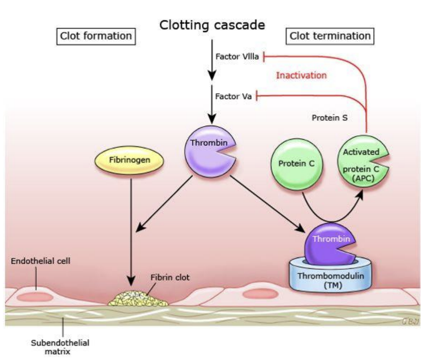 <p>fatores anti-coagulantes  são <strong>proteinas</strong></p><p></p><p><strong>C</strong> não funciona sem o seu cofator, <strong>proteina S</strong></p><ul><li><p><strong>C</strong> circula no sangue na sua forma <strong>inativa,</strong> é ativado. A partir da ligação entre o recetor <strong>trombomodulina endotelial</strong> liga-se à trombina, formando um <strong>complexo</strong>.</p></li><li><p>O complexo <strong>ativa</strong> a proteína C</p></li><li><p>A proteína <strong>C</strong>, em associação com a proteína <strong>S</strong>, <strong>inativa</strong> os fatores <strong>Va</strong> e <strong>VIIIa</strong> (diminui-se o <strong>nº</strong> de fatores pró-coagulantes)</p></li></ul><p></p>