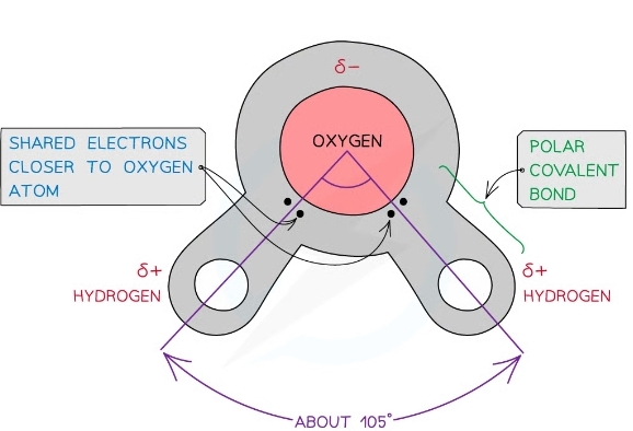 * Uneven sharing of electrons
* O attracts the electrons more strongly than the H atoms 
  * Weak -ve charge on the O atom
  * Weak +ve charge on the H atoms
* Therefore H2O is a polar molecule