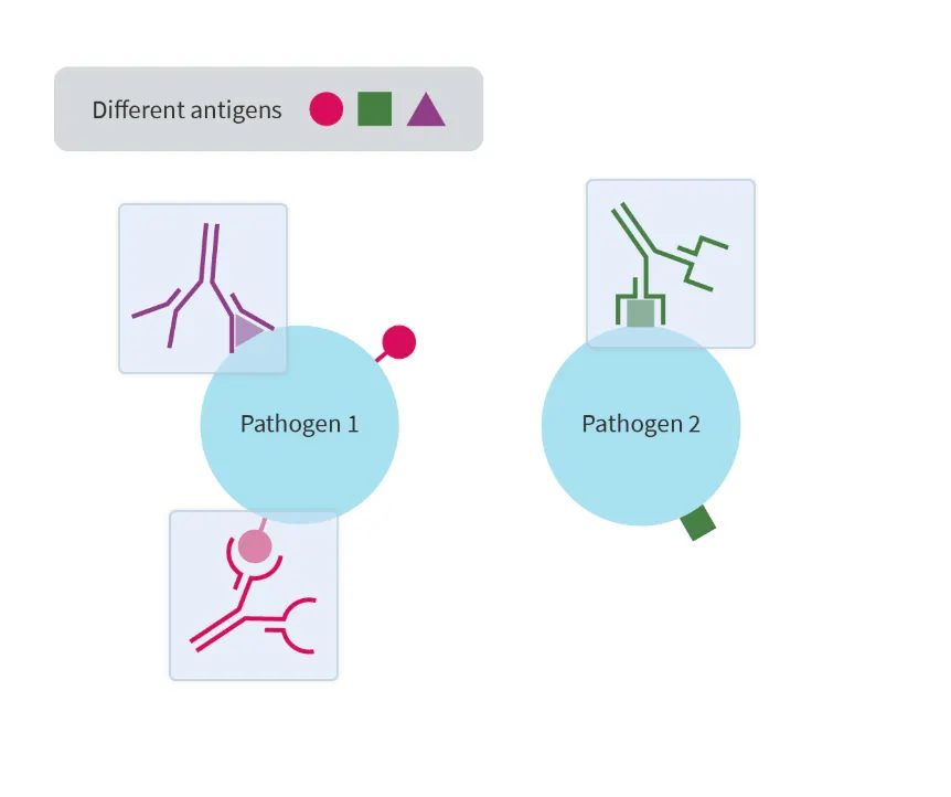 <ul><li><p>Proteins made by lymphocytes that have a specific shape which is complementary to the antigen so that it can bind to it and attack </p></li><li><p>After attaching to an antigen, the antibody can either:</p><ul><li><p>Mark pathogen for phagocytosis and destruction for phagocytes or</p></li><li><p>Cause pathogen to die by binding to it and causing direct destruction </p></li></ul></li></ul><p></p>