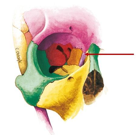 <p>Small bone, inner corner of eye, tear drainage, lacrimosa = tearful</p>