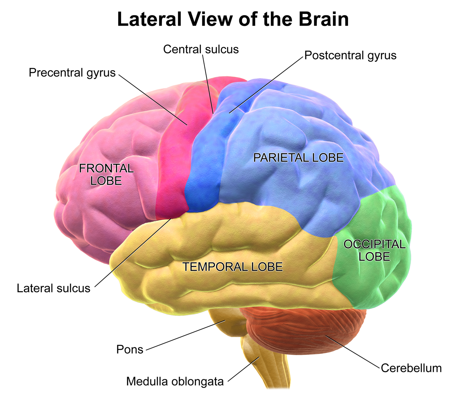 <p>Cerebellum - “small brain”</p>