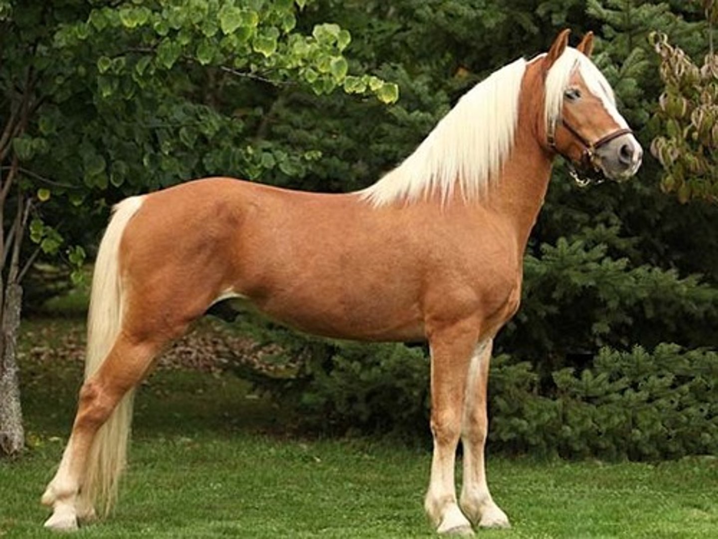 <p>Old breed that originated from Austria and all horses can trace their ancestry back to stallion 249 Folie.</p>