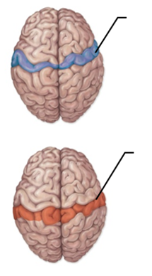 identify the blue and orange sections