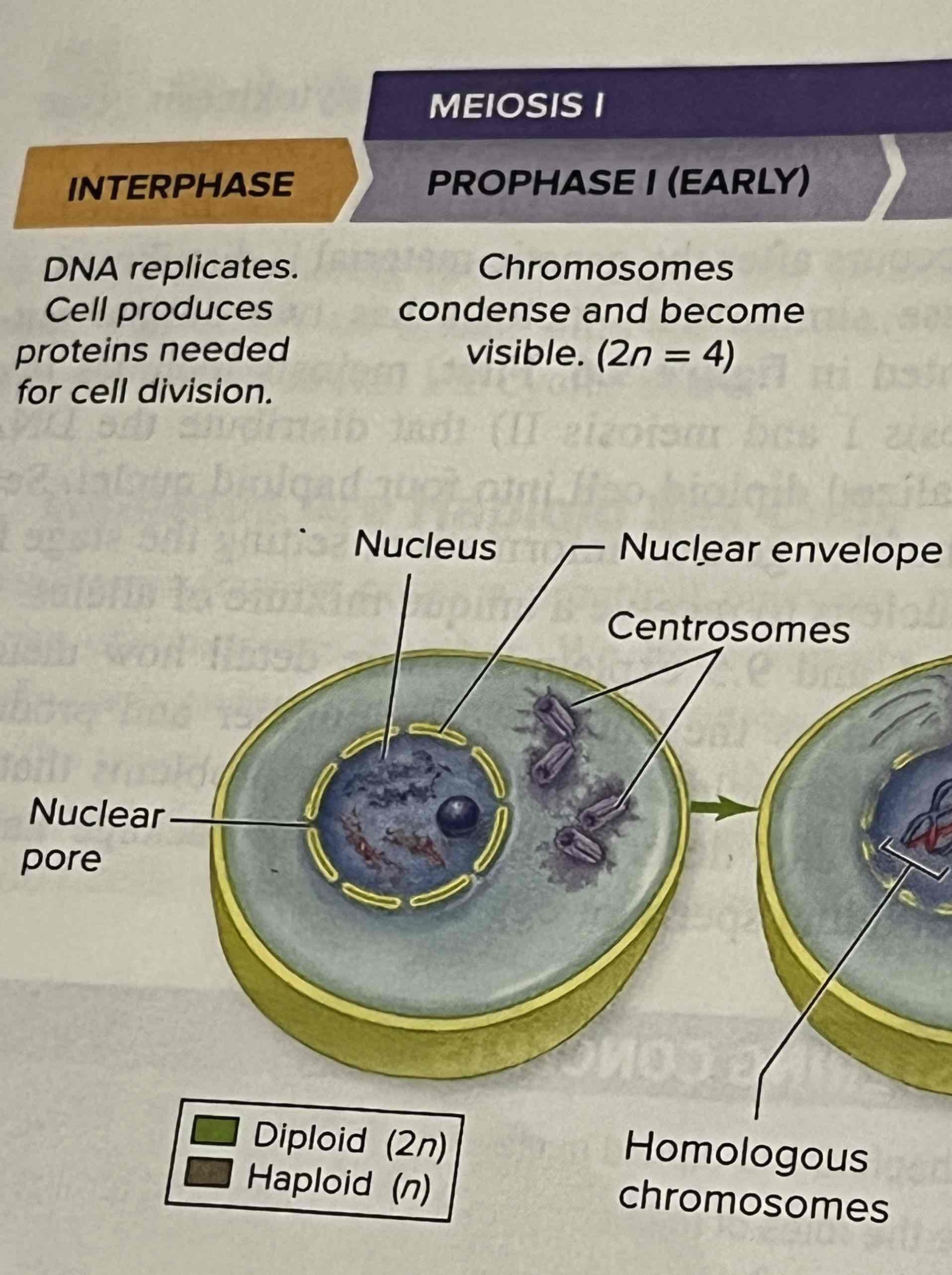 <p>Chromosomes condense and become visible</p>