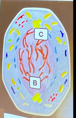 <p>What phase is this in?</p>