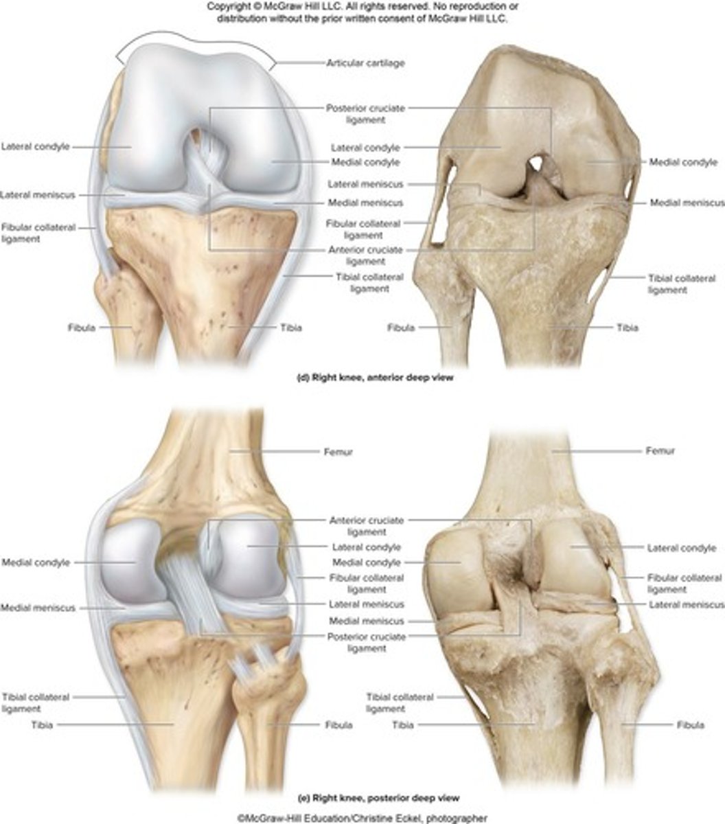 <p>Articular discs are fibrocartilage structures that separate articular surfaces to improve the fit of bone ends, stabilize the joint, and reduce wear and tear.</p>
