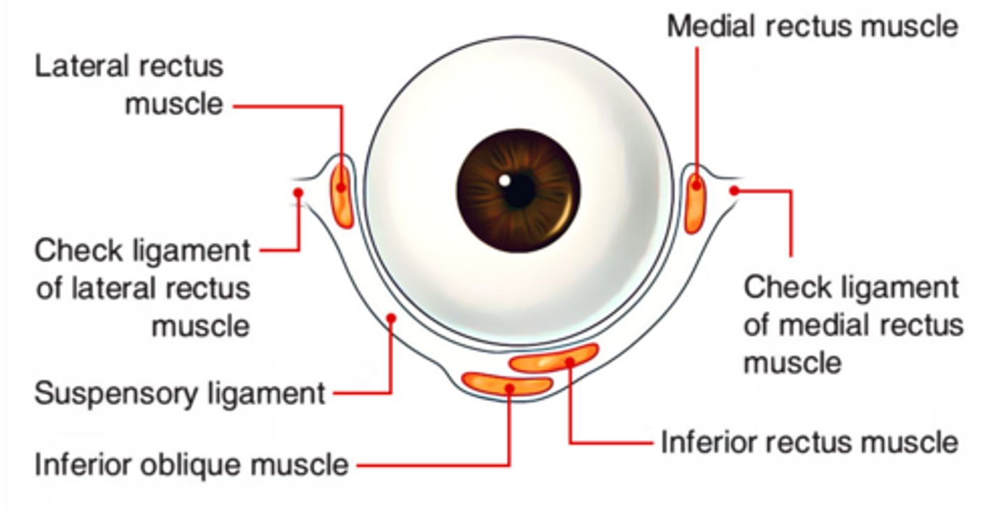 <p>- transverse dense connective tissue that is an expansion of the sheath of the medial rectus</p><p>- attaches to lacrimal bone</p><p>- prevents overaction of medial rectus</p>
