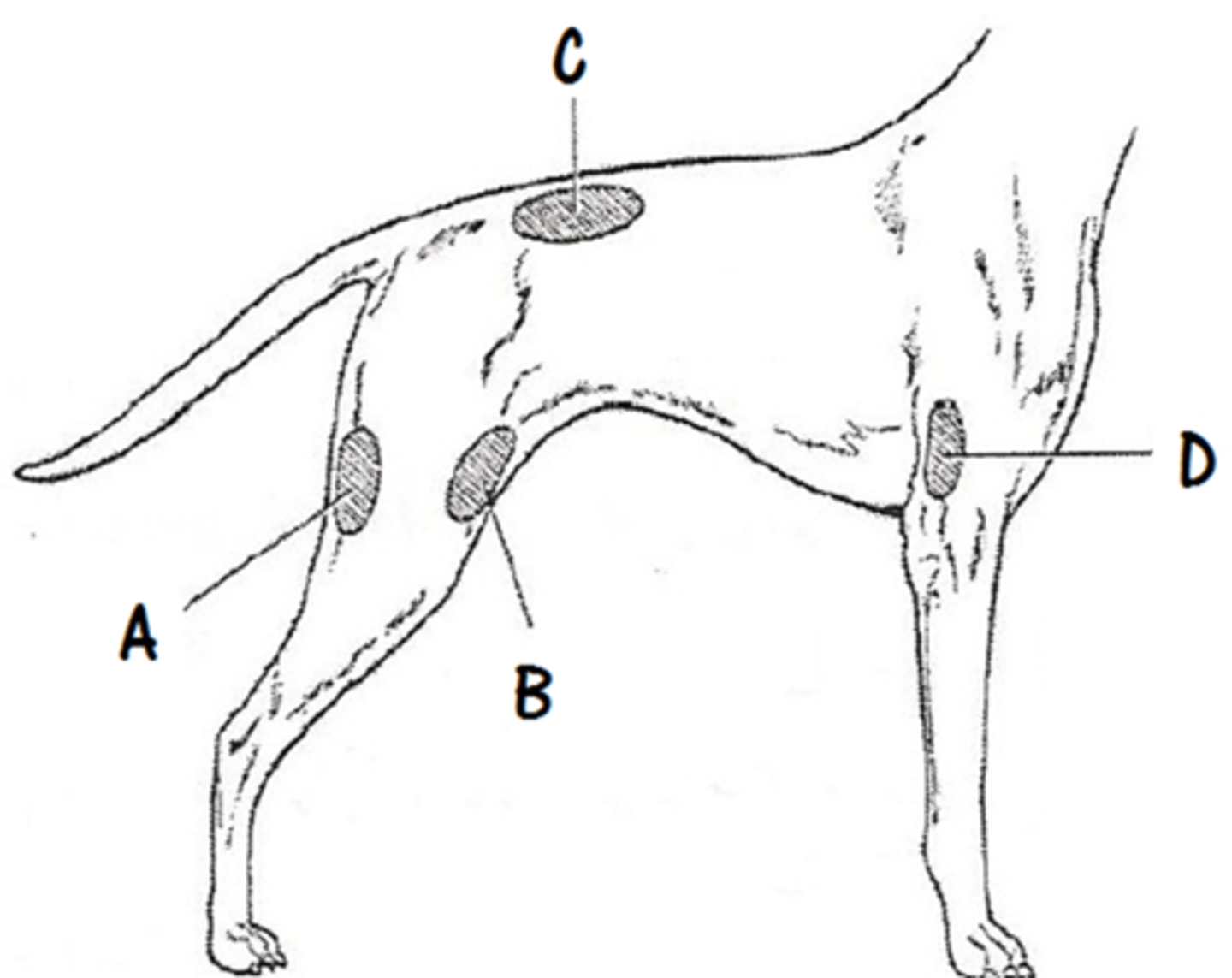 <p>Sedation, pain meds, and melarsomine</p><p>20-22 gauge</p><p>Hamstring, epaxial, quadriceps, and triceps</p>