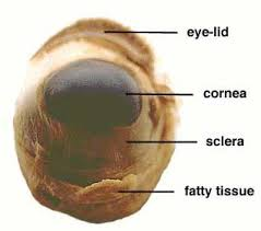<p>Cornea</p>