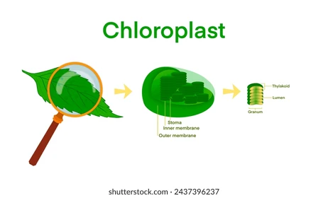<p>strong, cable-like microfibrils from long chains of glucose</p><p>make up the cell wall in plant cells</p><p>what makes plants green</p><p>not all plant cells have chlorophyl!</p>