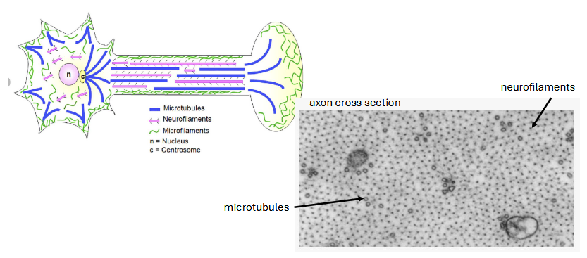 <p>strength and stability along axon</p>