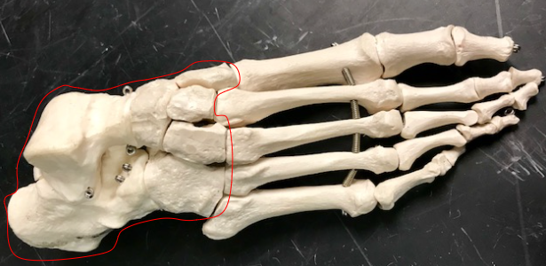 <p>What is the structure circled in red?</p>