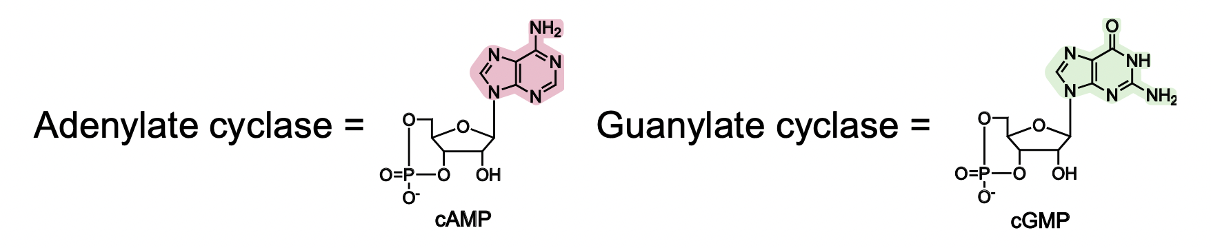 <p>Adenylate cyclase &amp; Guanylate cyclase </p><p>-classical signaling molecules </p><p>-produced from ATP &amp; GTP (purines)</p><p>-made by just about every organism</p><p>-second messengers amplify initial signals</p>
