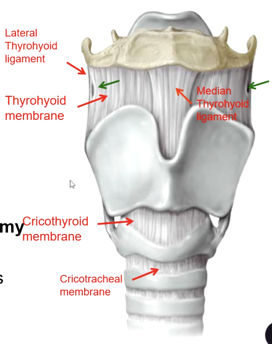 <p>cricothyroid membrane</p>