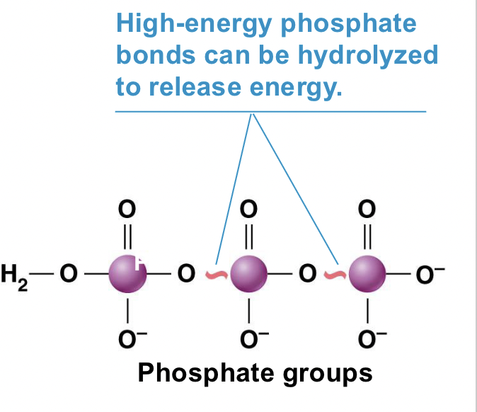 <ul><li><p>Pentoses are monosaccharides that are an important part of DNA, RNA, and ATP</p></li><li><p><strong>High energy phosphate bonds can be hydrolyzed to release energy</strong></p></li></ul><p></p>