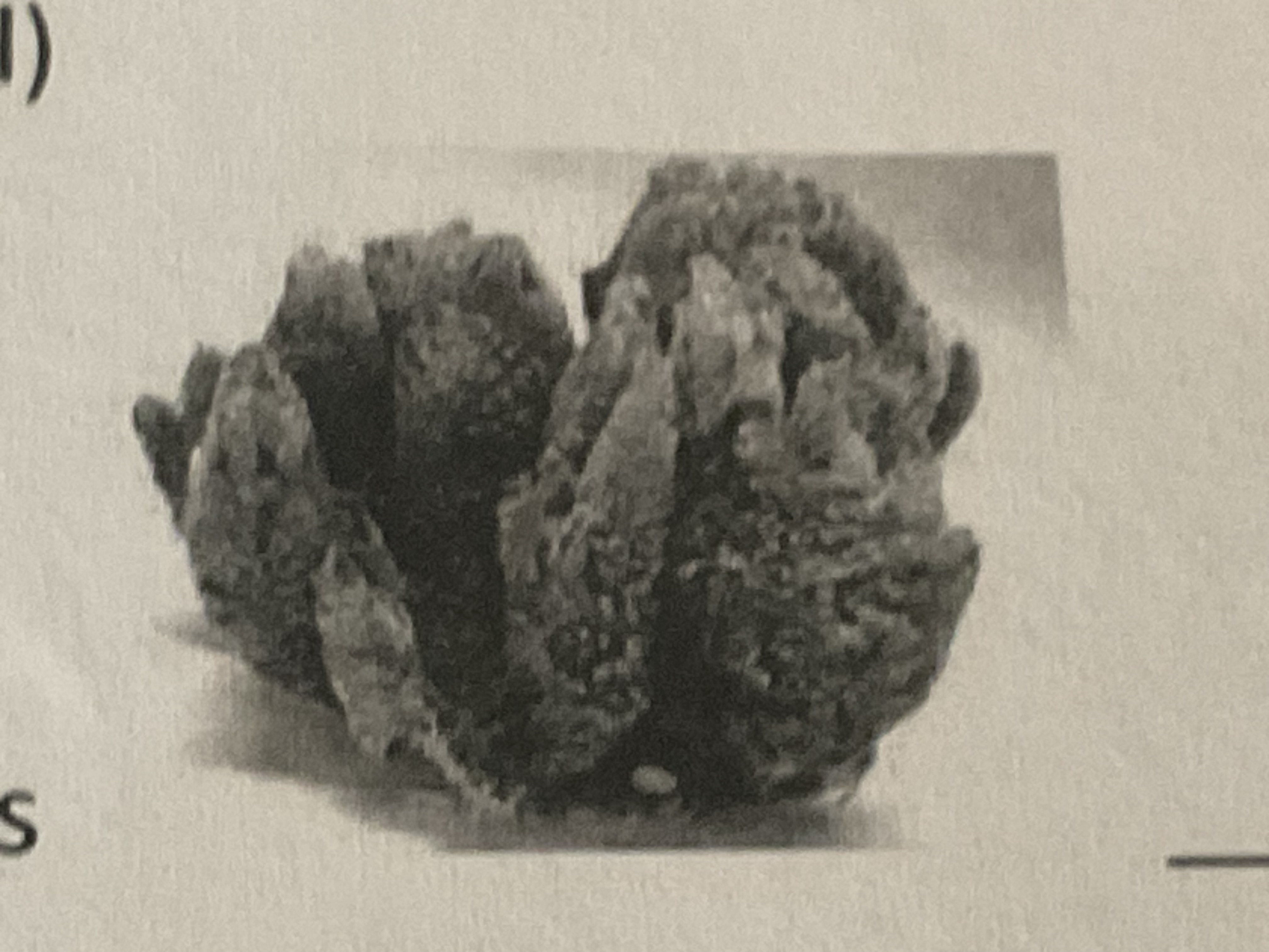 <p>what type of symmetry is sponges </p>