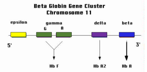 <p>ε → embryonic Hb (e.g., Hb Gower).</p><p>γ (G, A) → foetal Hb (HbF, α₂γ₂).</p><p>δ → HbA₂ (α₂δ₂).</p><p>β → HbA (α₂β₂).</p>