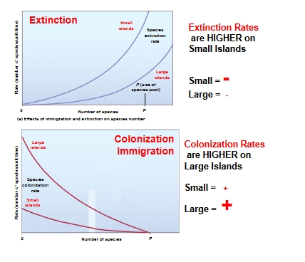 <ul><li><p>Extinction Rates are higher on Small Islands</p></li><li><p>Colonization Rates are higher on Large Islands</p></li></ul><p></p>