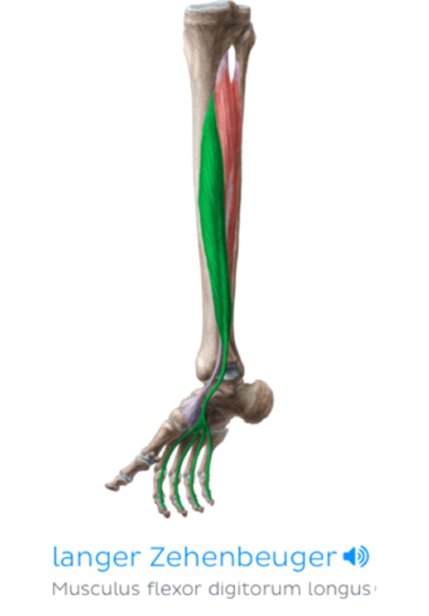 <p>O: mediaal van facies posterior tibia</p><p>V: naar voetzool, dorsocaudaal van malleolus medialis diep van retinaculum flexorum</p><p>I: 4 pezen, teen 2 tot 5, basis distale phalanx</p><p>W:</p><p>- enkelgewricht: plantair flexie voet</p><p>- flexie teen (enigste spier flexie van DIP-gewrichten)</p><p>- op tenen staan</p><p>- ondersteunt voetgewelf</p><p>Inn: N. tibialis (S2-S3)</p>