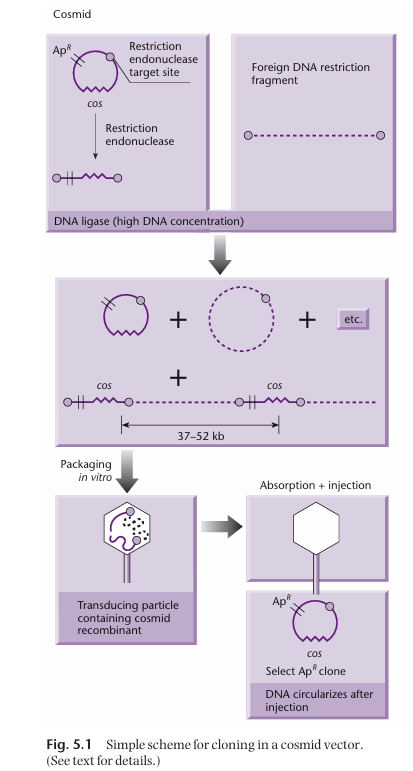 <ol><li><p>DNA we want to insert into bacteria (foreign DNA) is digested to create fragments (by sonication or partial digest).</p></li><li><p>Plasmid backbone with <span style="color: red"><strong>cos site</strong></span>, <span style="color: red"><strong>antibiotic resistance gene</strong></span>, and <span style="color: red"><strong>restriction endonuclease target site</strong></span> is digested by said restriction endonuclease, which result in a linear fragment.</p></li><li><p>Linearised plasmid backbone and broken down foreign DNA are mixed with DNA ligase. <span style="color: red"><strong>At high DNA concentration</strong></span>, the foreign DNA will ligate with the plasmid backbone to create <span><strong>concatemers</strong></span> (which contains the cos site and the antibiotic gene). Note that this will also results in unwanted circular products.</p></li><li><p>The concatemers are then <span style="color: red"><strong>packaged in vitro </strong></span>with all the necessary protein for phage particle formation.</p></li></ol><p></p>